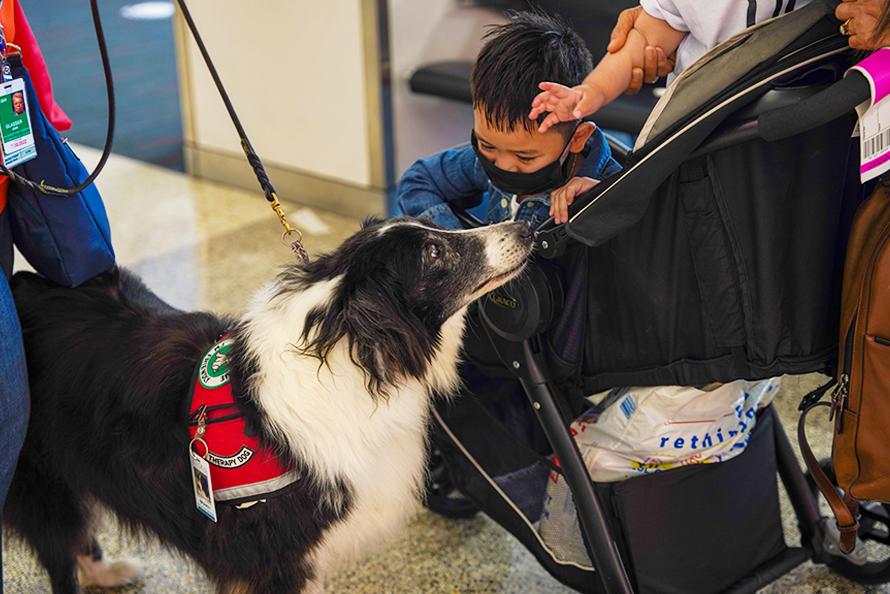 Therapy Dogs