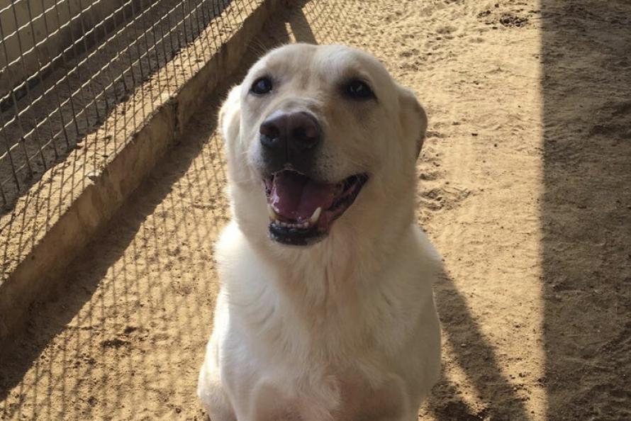 Retired Bomb Detection Dogs to Return Home from Kuwait