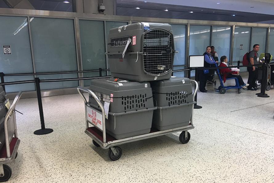 Retired Bomb Detection Dogs to Return Home from Kuwait